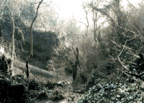 Ebbor Gorge