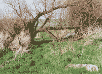 Shallow Head Spring